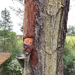 Casa De Ferias Santos 度假居