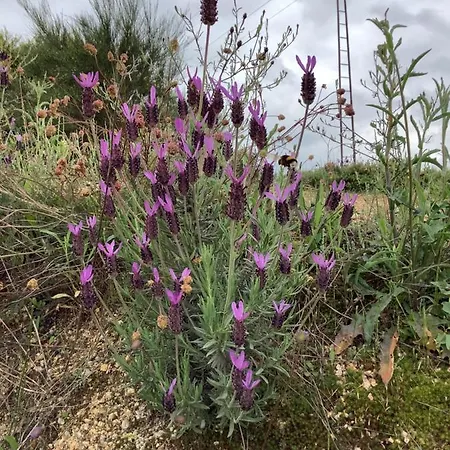 Casa De Ferias Santos Aguiar da Beira