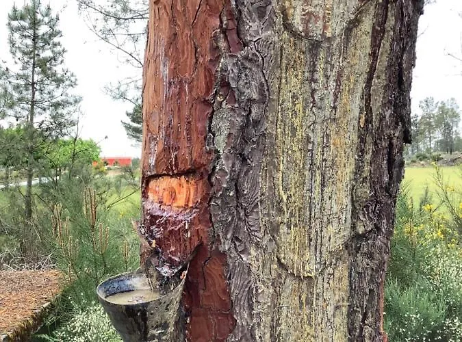 Casa De Ferias Santos بيت للعطل