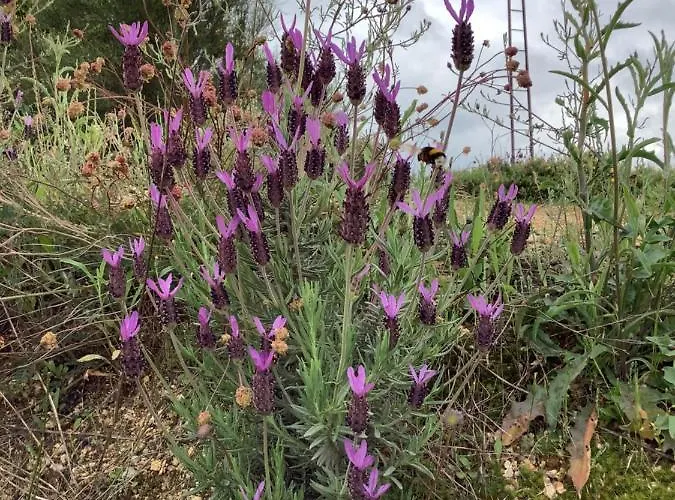 Casa De Ferias Santos أجويار دا بيرا